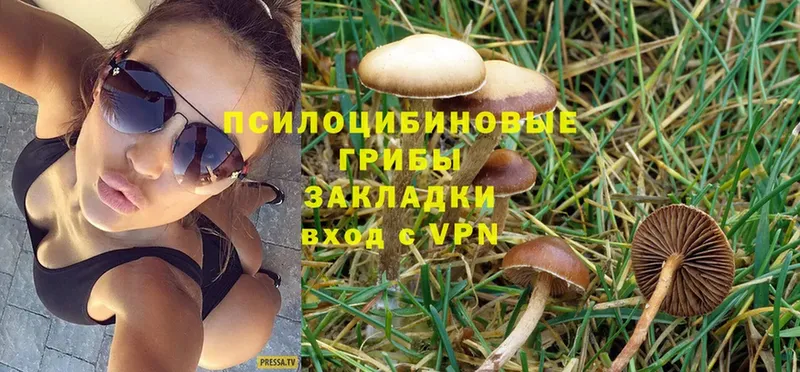 Галлюциногенные грибы Cubensis  Струнино 